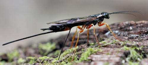Xeris pallicoxae