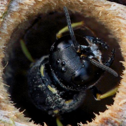 Ectemnius guttatus