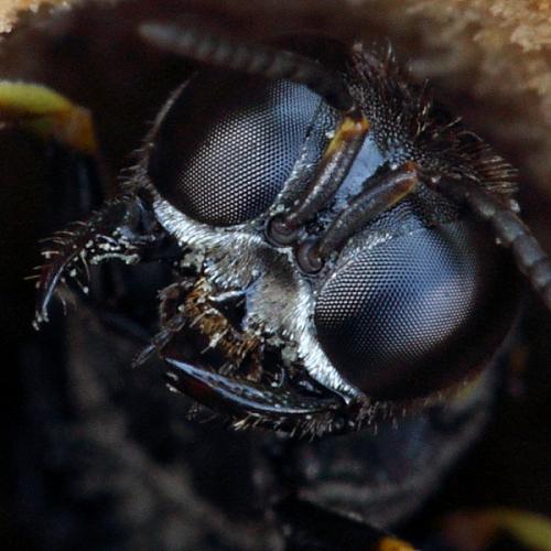 Ectemnius guttatus