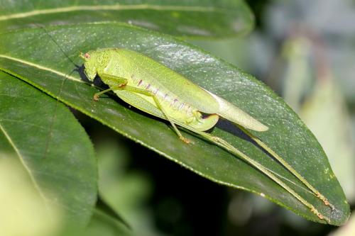 Phaneroptera nana