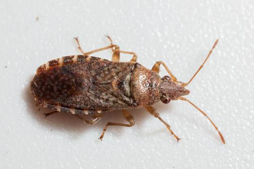 Réf. 93 899 : Orsillus maculatus