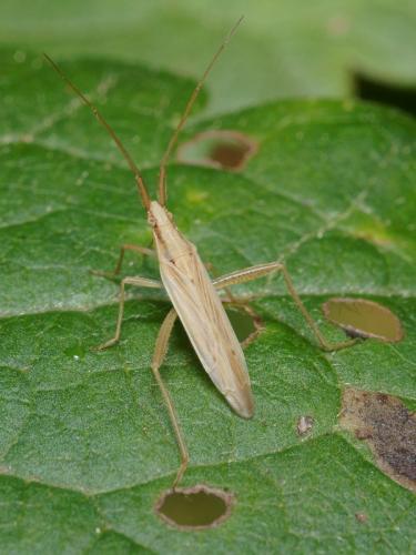 Stenodema laevigata