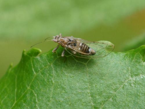 Lauritrioza alacris