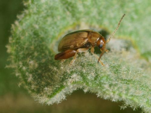 Réf. 93 220 : Longitarsus sp.