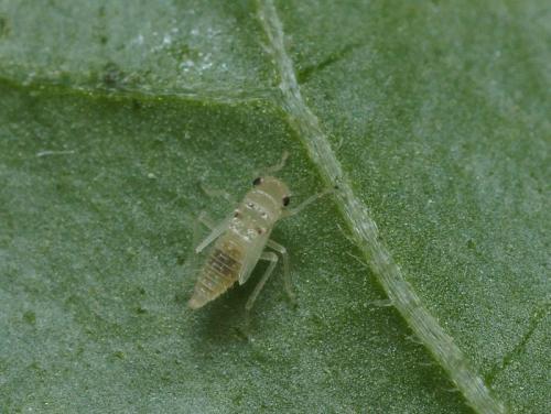Hauptidia provincialis