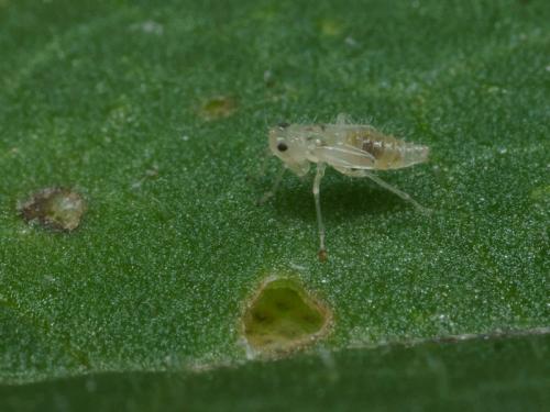 Réf. 93 710 : Hauptidia provincialis