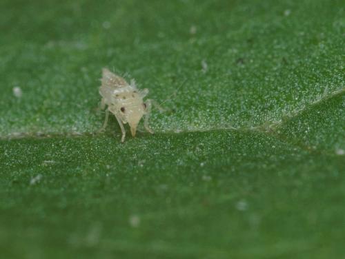 Hauptidia provincialis