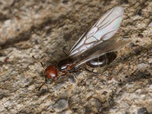 Réf. 93 567 : Crematogaster scutellaris