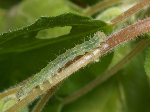 Hypena lividalis