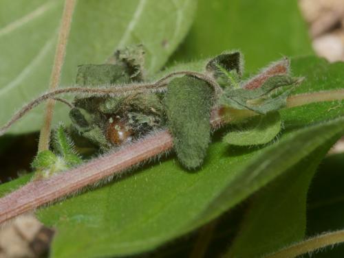 Hypena lividalis