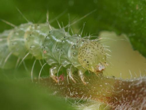 Réf. 93 883 : Hypena lividalis