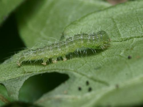 Hypena lividalis