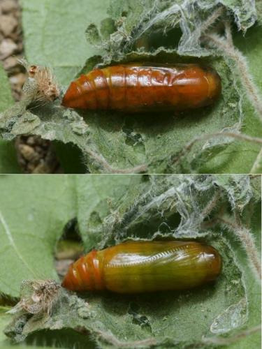 Hypena lividalis