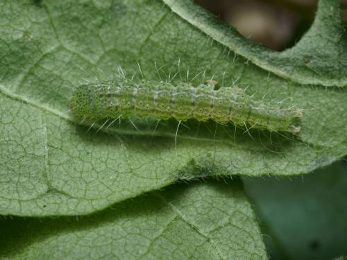 Hypena lividalis