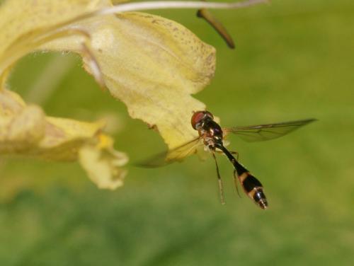 Baccha elongata