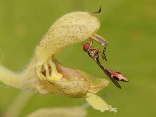 Baccha elongata