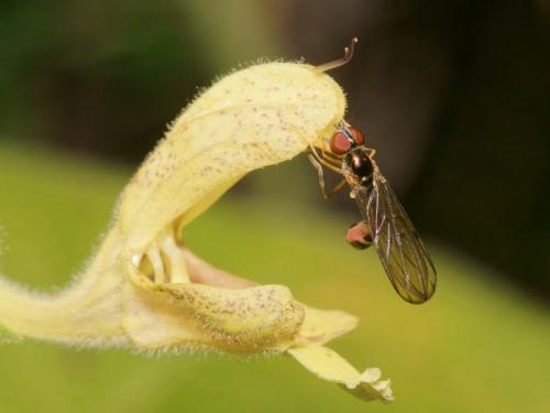 Baccha elongata