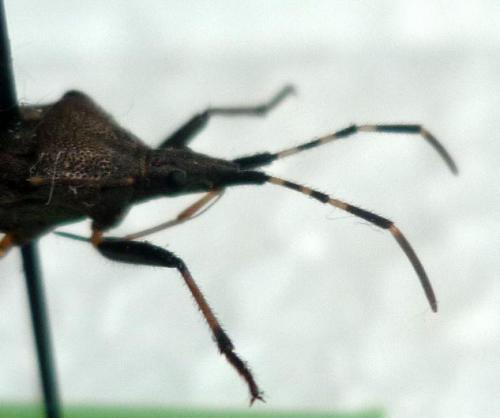 Dicranocephalus agilis