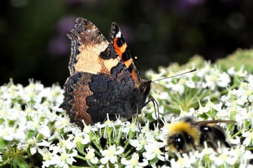 Aglais urticae