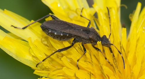 Réf. 93 433 : Alydus calcaratus