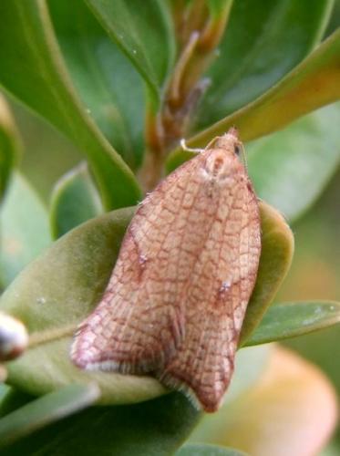 Acleris rhombana