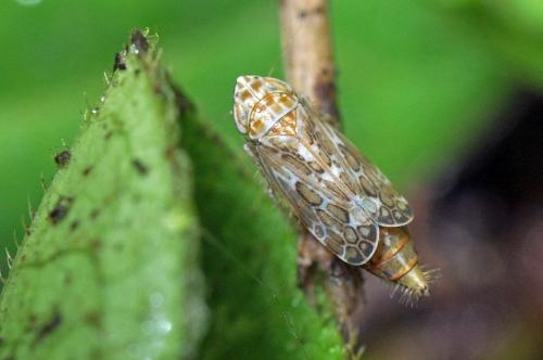 Errastunus ocellaris