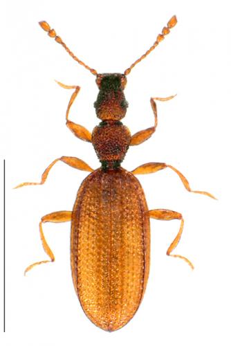 Adistemia watsoni
