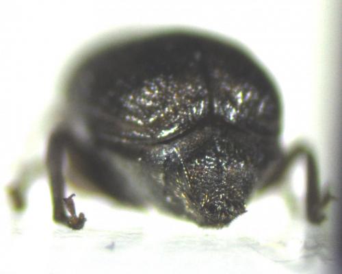 Melanopsacus grenieri