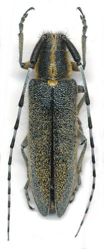 Réf. 93 843 : Agapanthia lederi