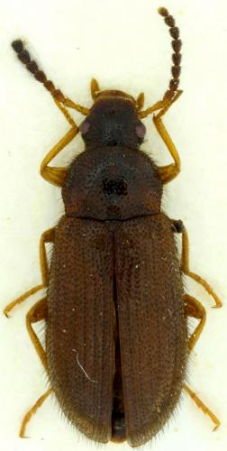 Mycetochara maura