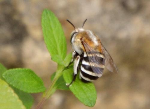 Réf. 93 133 : Amegilla quadrifasciata