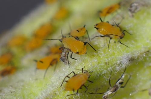 Aphis nerii