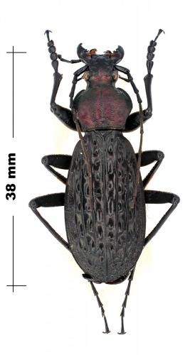 Carabus sp.