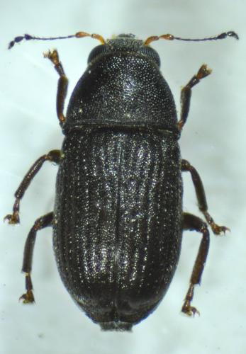 Melanopsacus grenieri