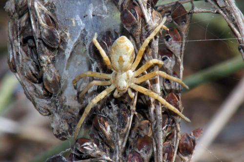 Philodromus sp.