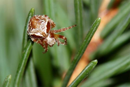 Réf. 93 360 : Araneus sp.