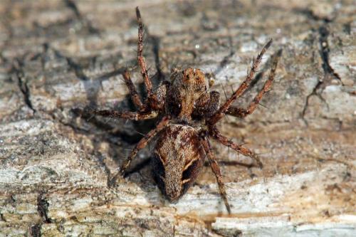 Oxyopes ramosus