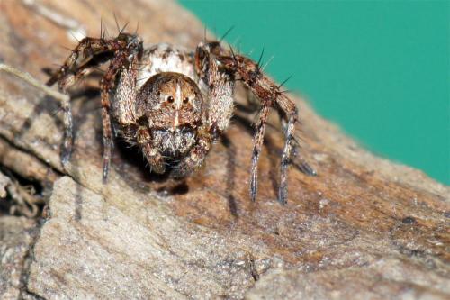 Oxyopes ramosus