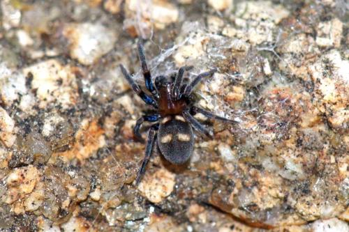 Titanoeca quadriguttata