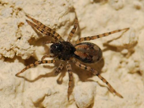 Arctosa perita