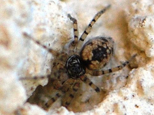 Oecobius sp.