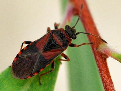 Arocatus melanocephalus