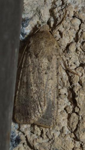 Rhyacia simulans