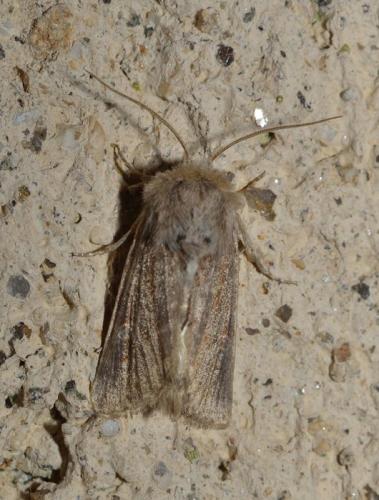 Réf. 93 369 : Luperina dumerilii