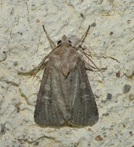 Réf. 93 368 : Xestia xanthographa