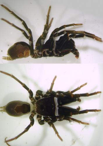 Atypus affinis