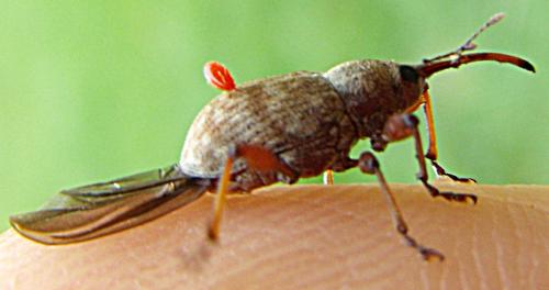 Leptus sp.