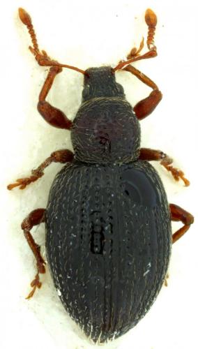 Réf. 93 769 : Exomias pyrenaeus