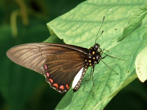 Battus sp.