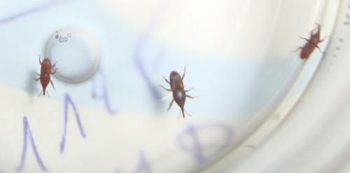 Réf. 93 069 : Sitophilus sp.